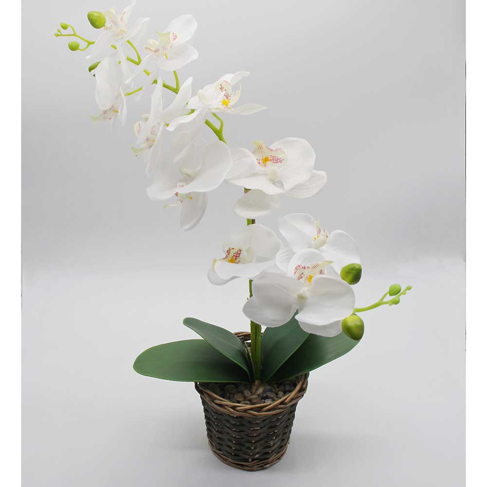 MC2862 Orchid