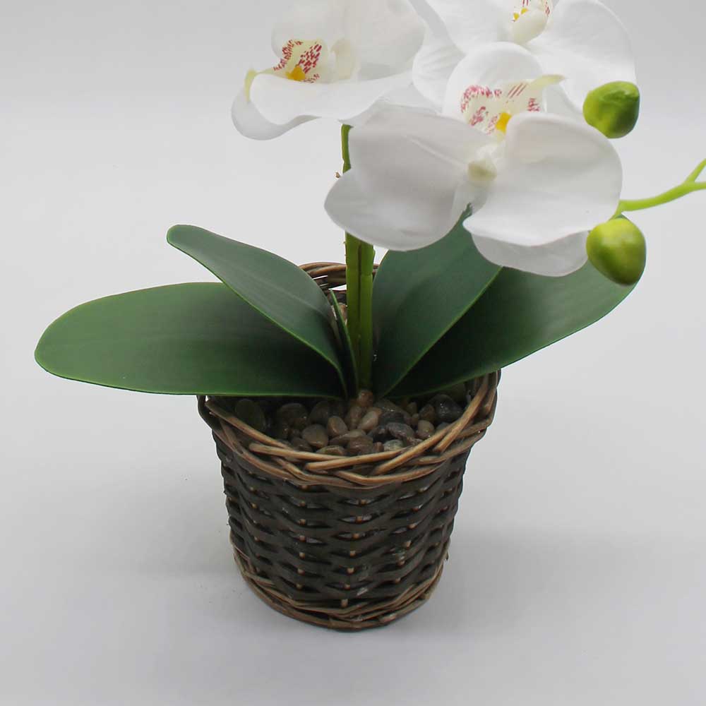 MC2862 Orchid