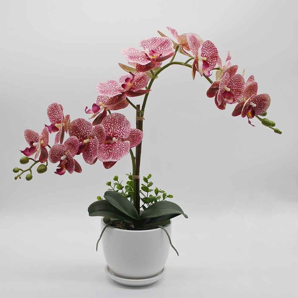 MC2863 Orchid