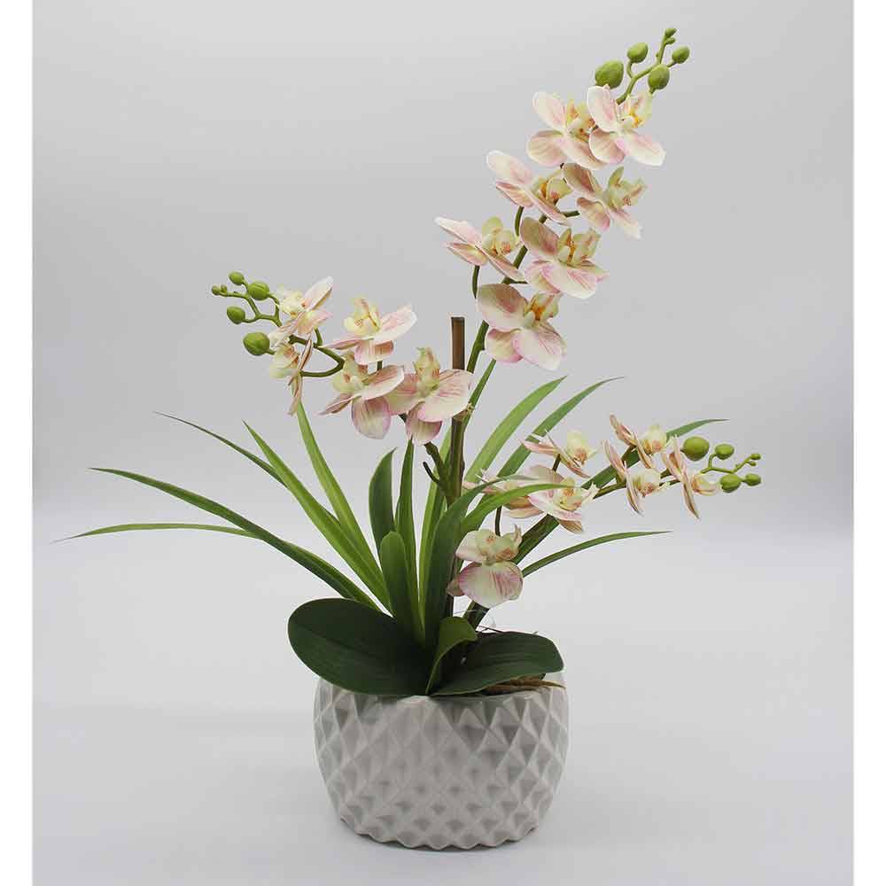 MC2866 Orchid