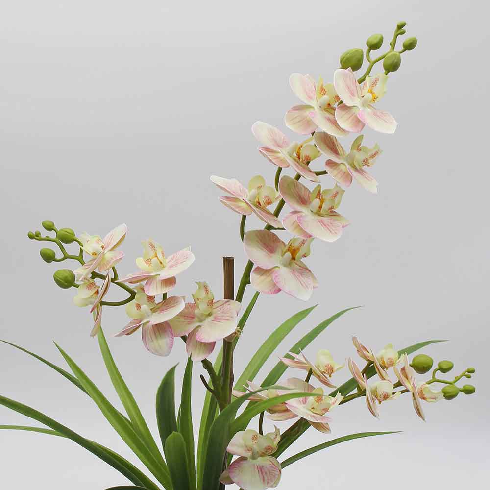 MC2866 Orchid