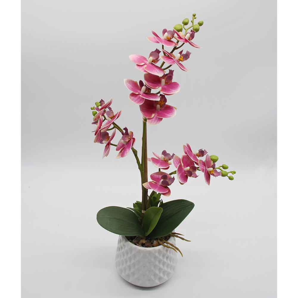 MC2868 Orchid