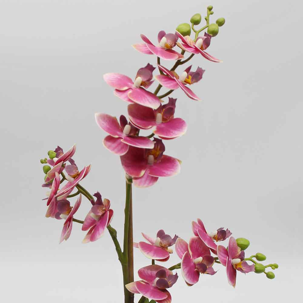 MC2868 Orchid