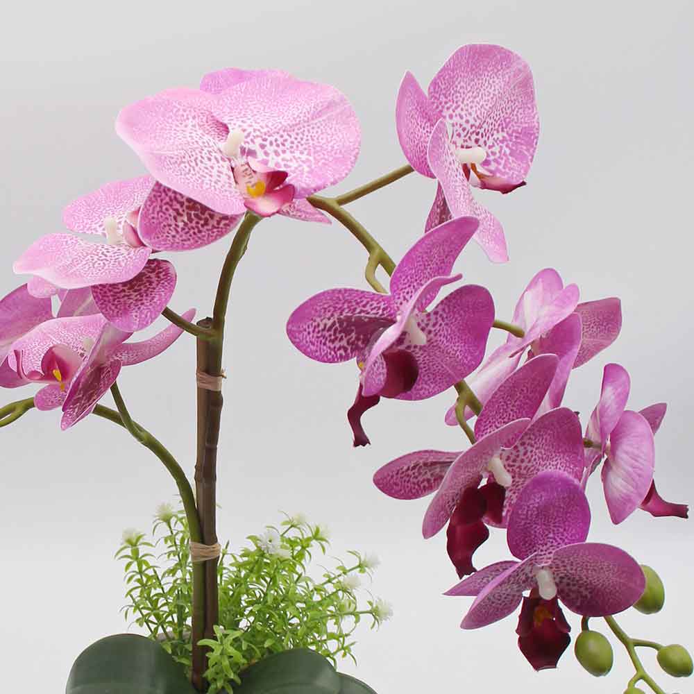 MC2871 Orchid