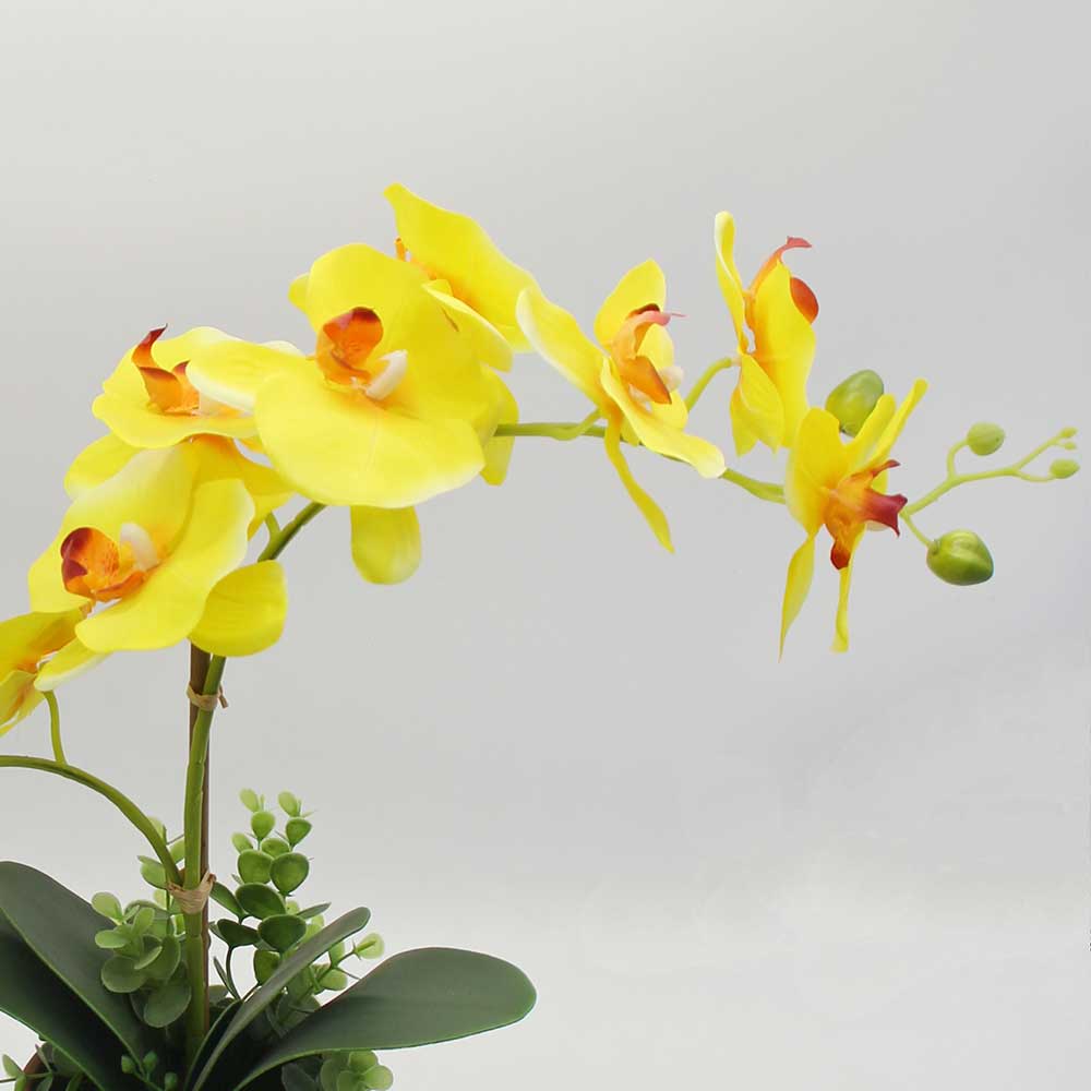 MC2873 Orchid