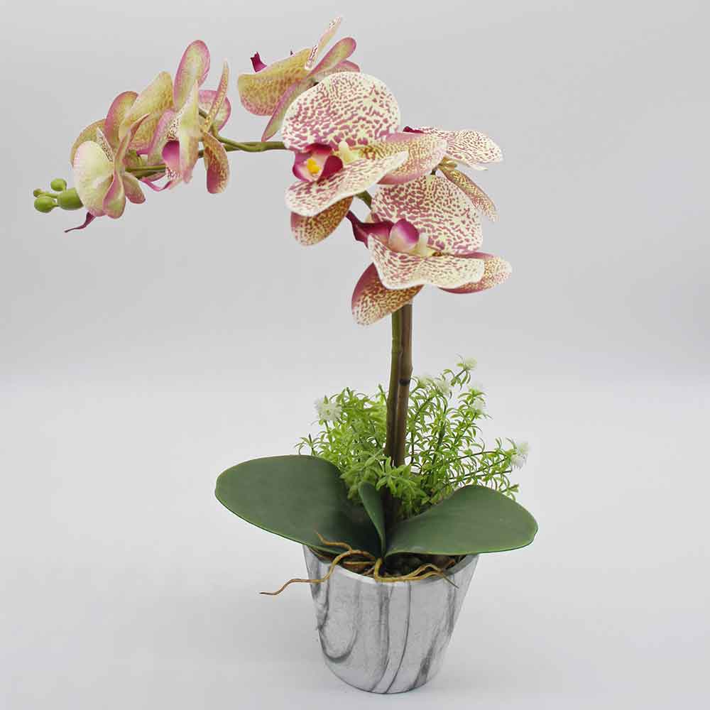 MC2876 Orchid