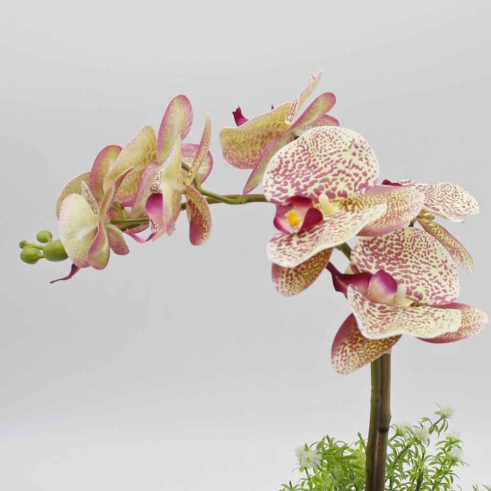 MC2876 Orchid