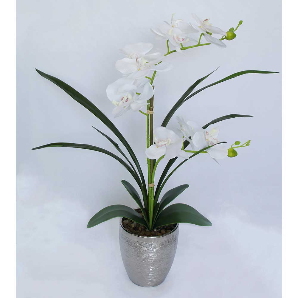 MC2949 Orchid