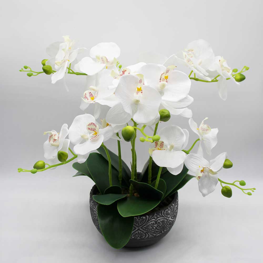 MC2969 Orchid