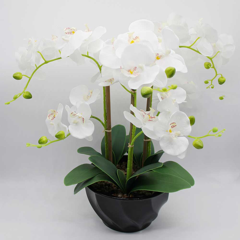 MC2970 Orchid