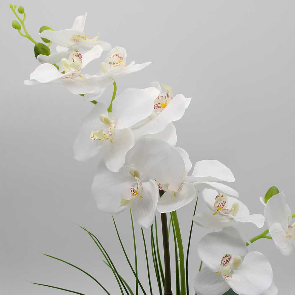 MC2971 Orchid