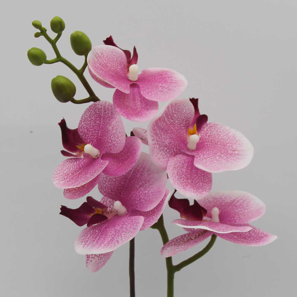 MC3500 Orchid