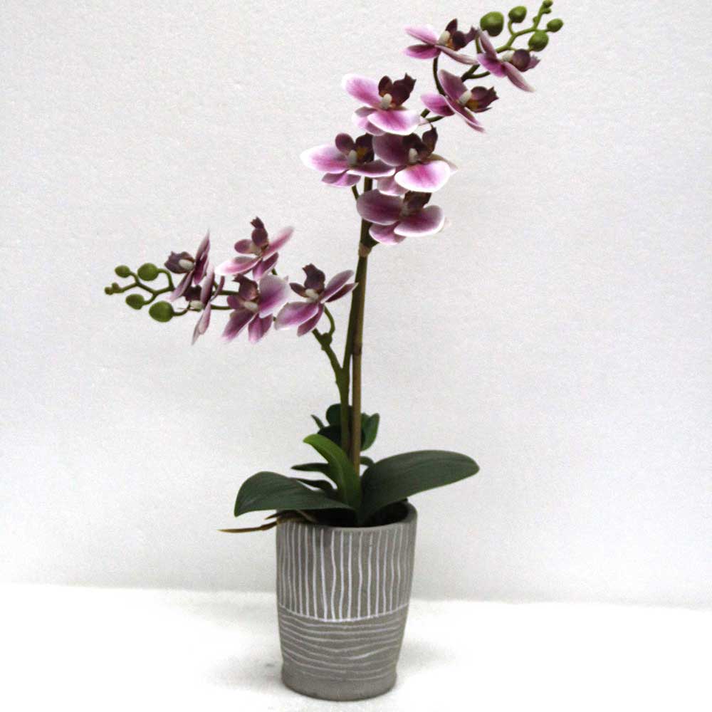 MC2773 Orchid