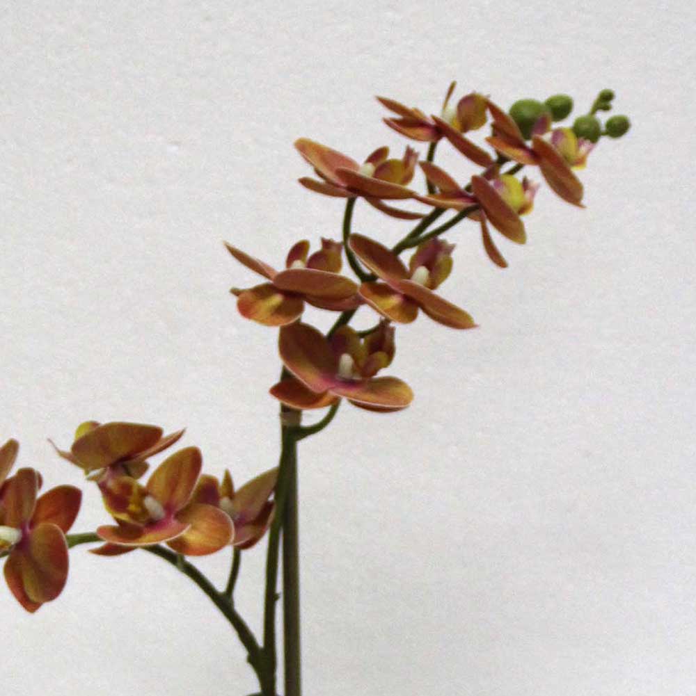 MC2773 Orchid