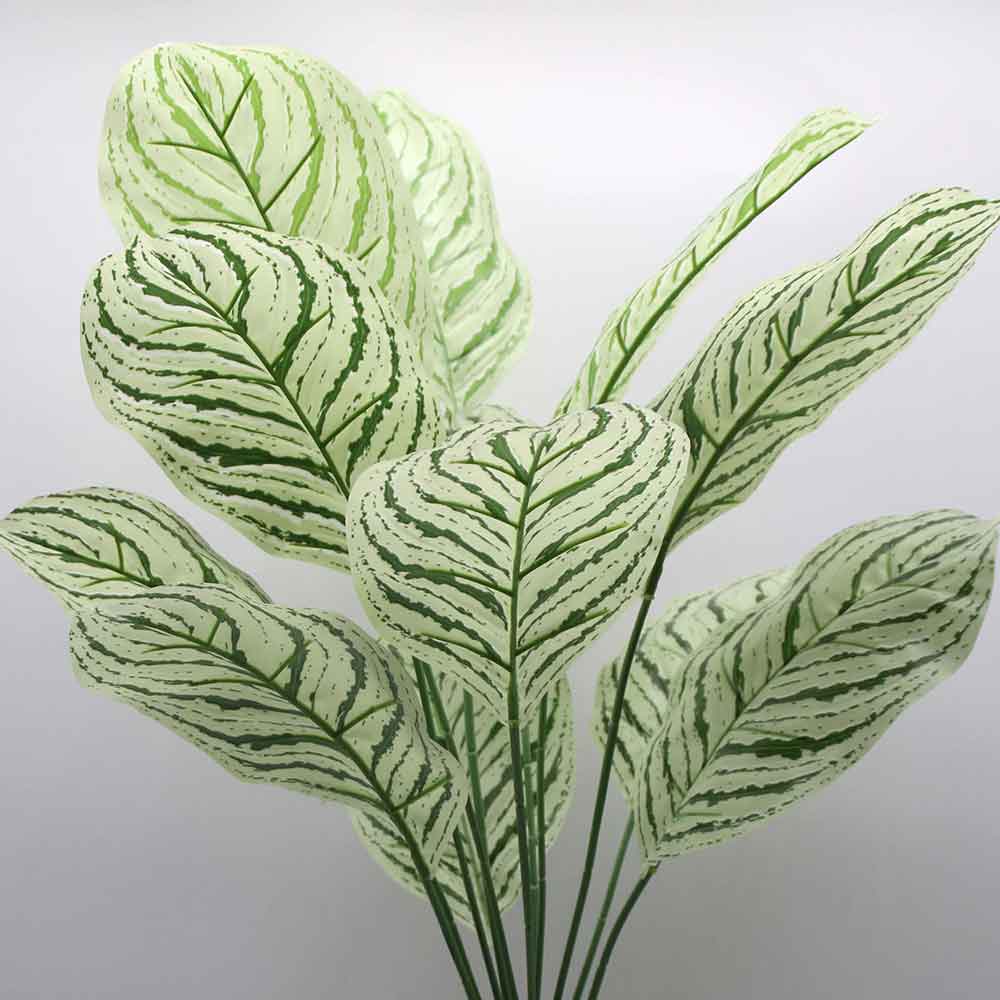 MC0223 Caladium