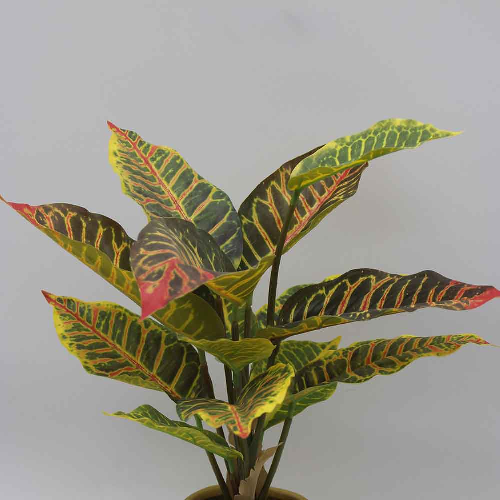 MC3465 Caladium