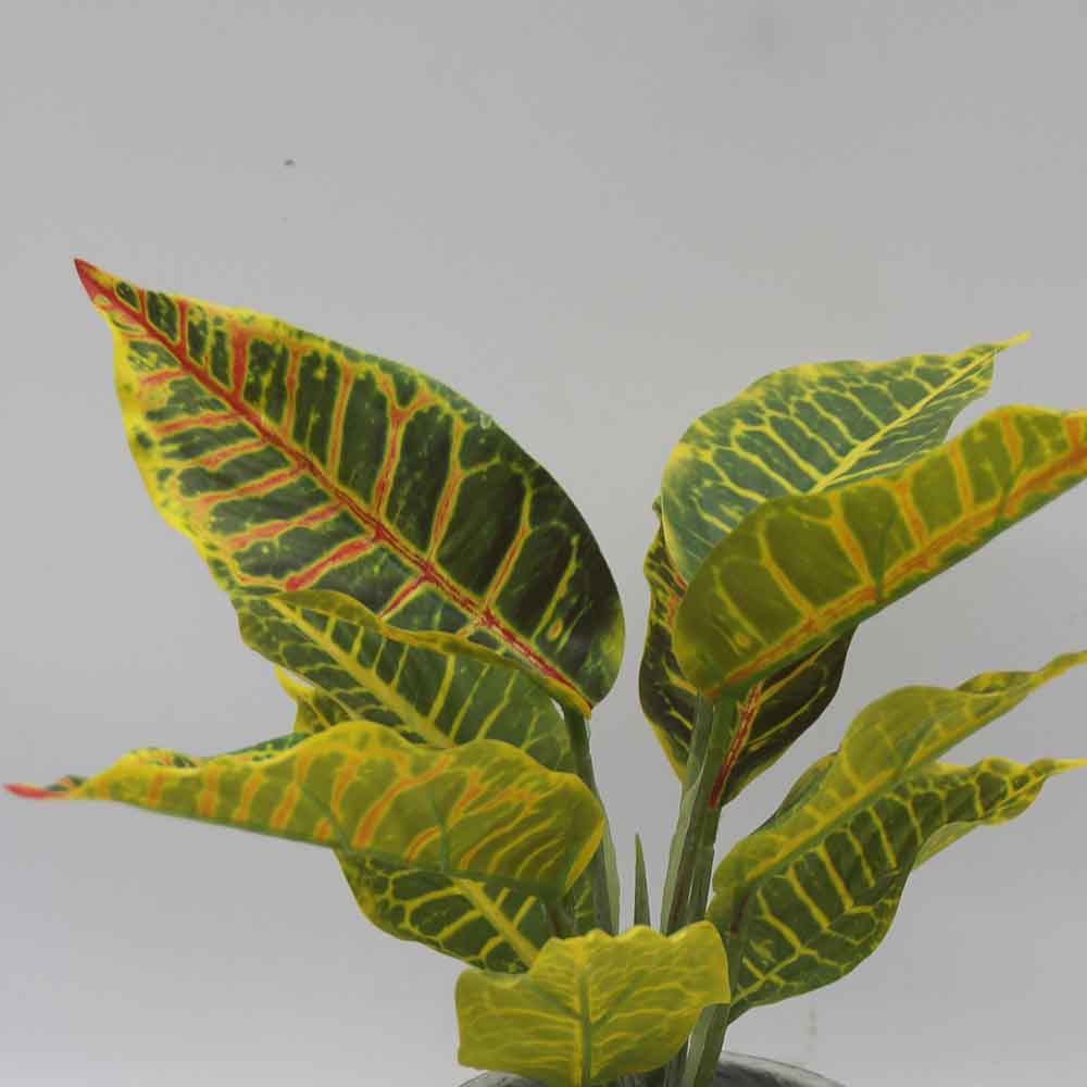 MC3469 Caladium