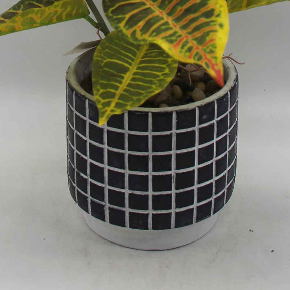 MC3472 Caladium