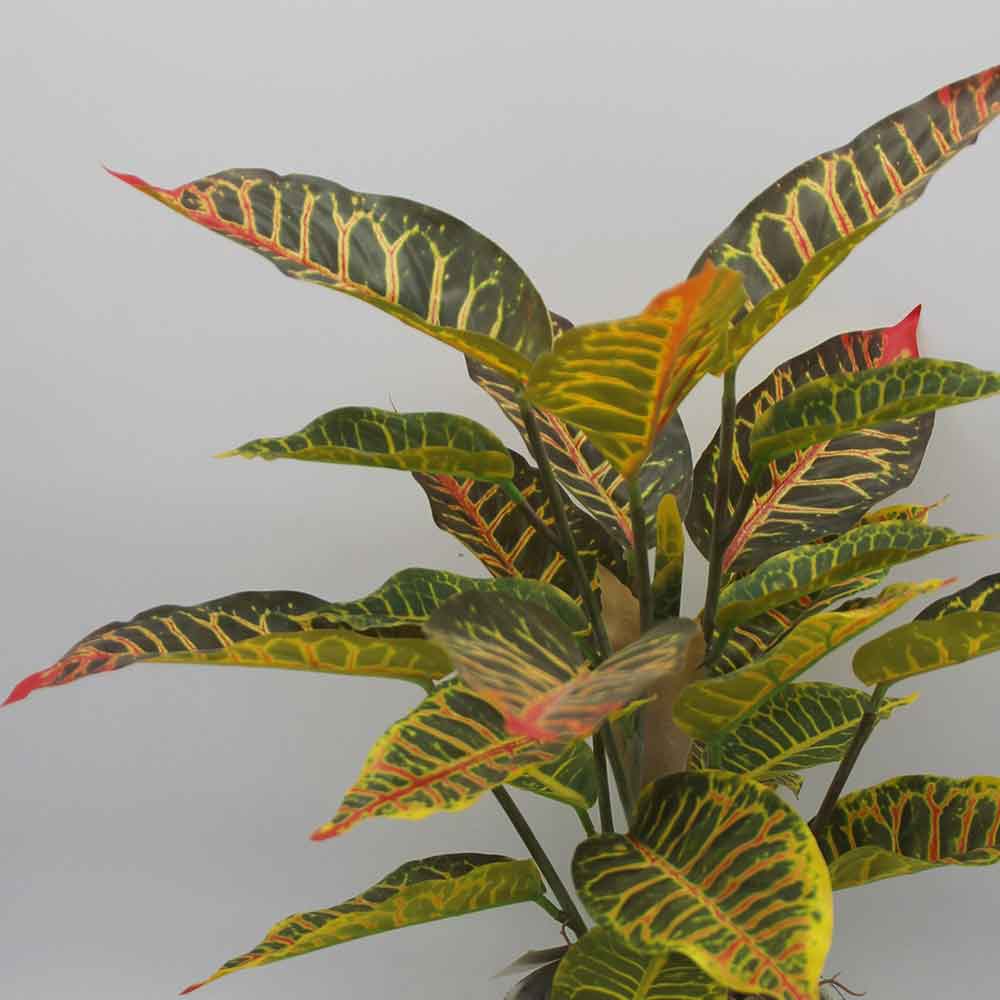 MC3472 Caladium