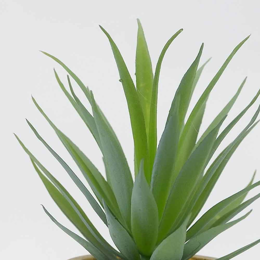 MC19-7822S Agave