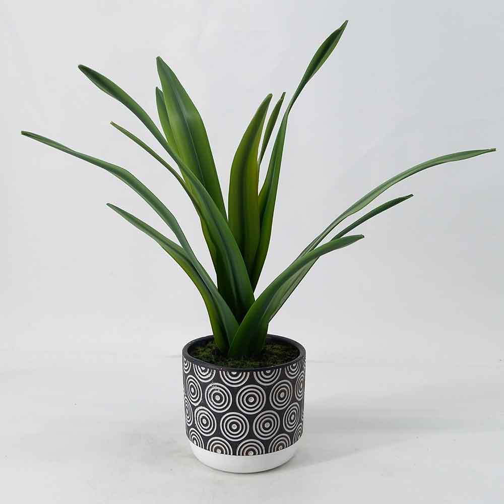 MC19-7945P Agave