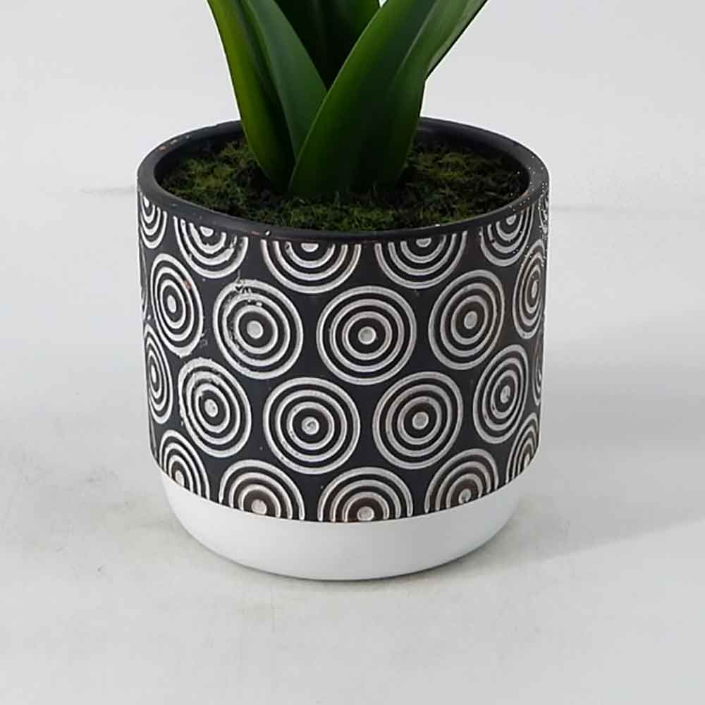 MC19-7945P Agave