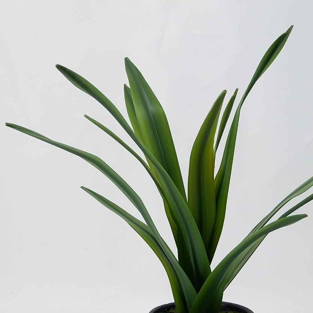 MC19-7945P Agave