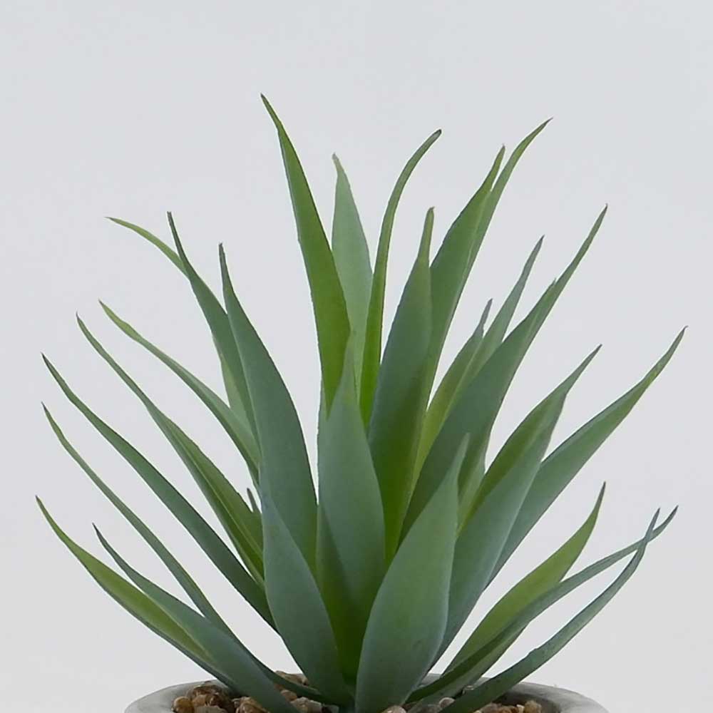 MC19-8094S Agave