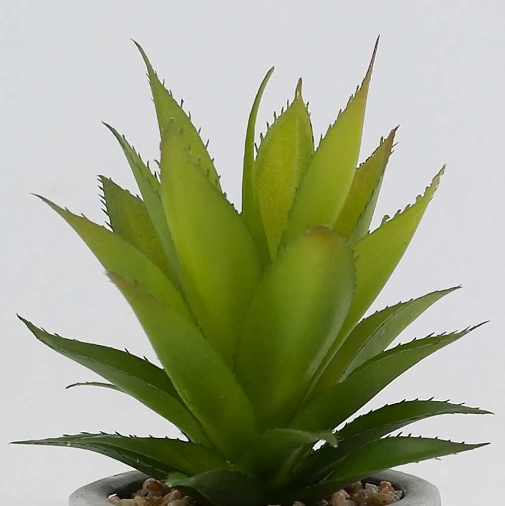 MC19-8095S Agave