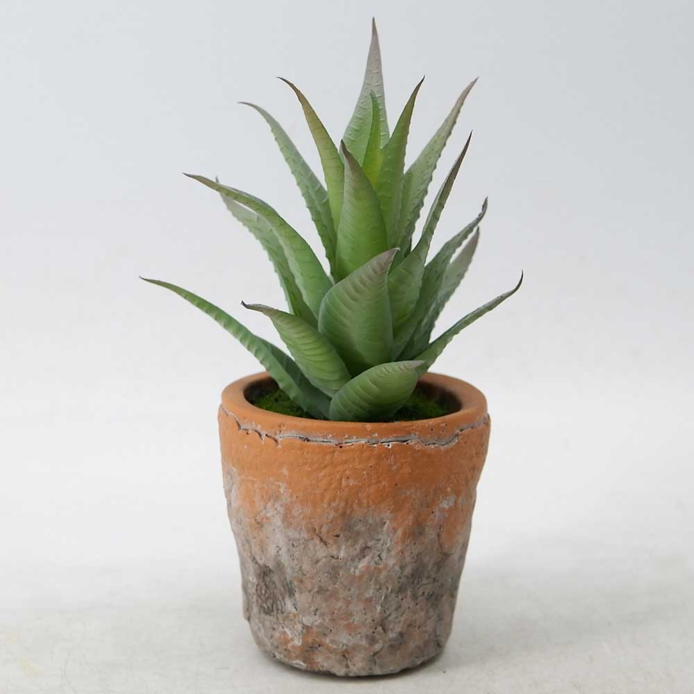 MC20-9789P Agave