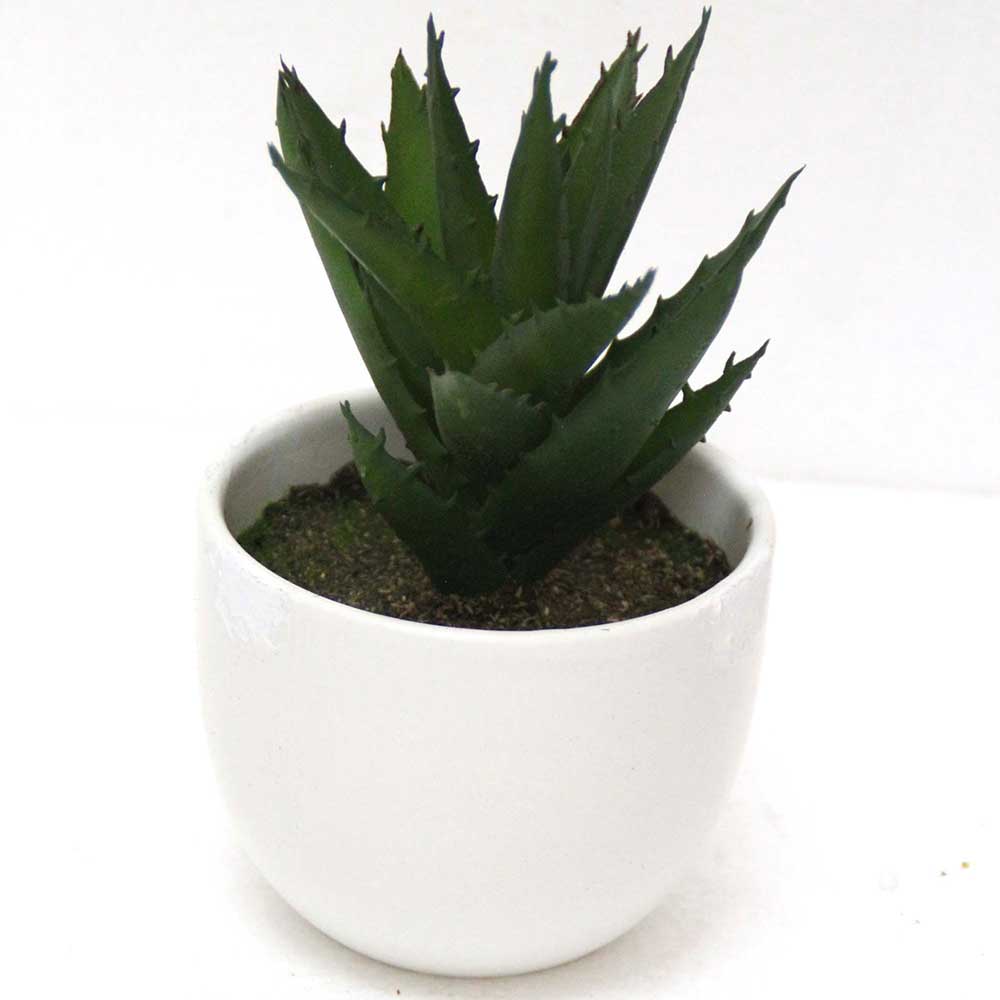 MC2580 Agave