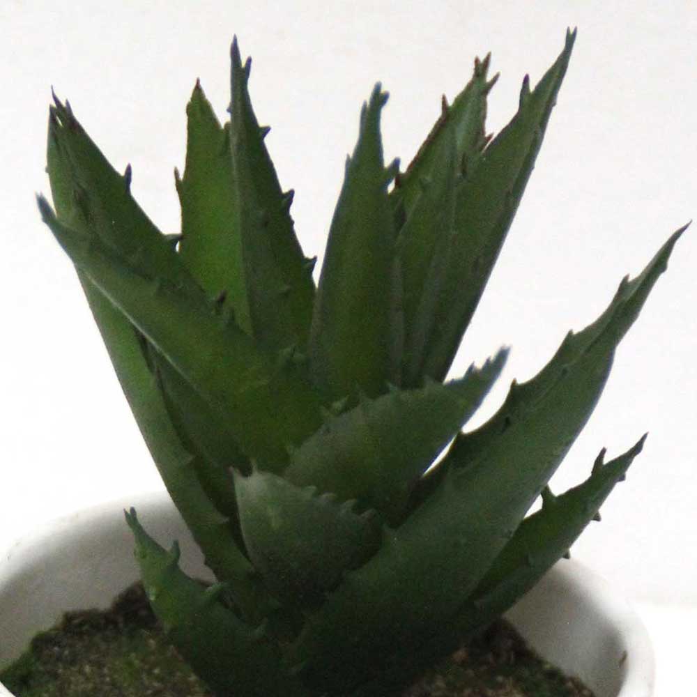 MC2580 Agave