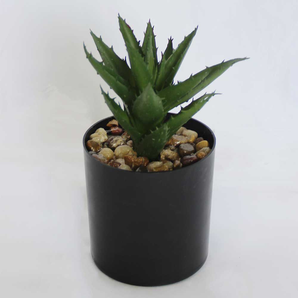 MC2931 Agave