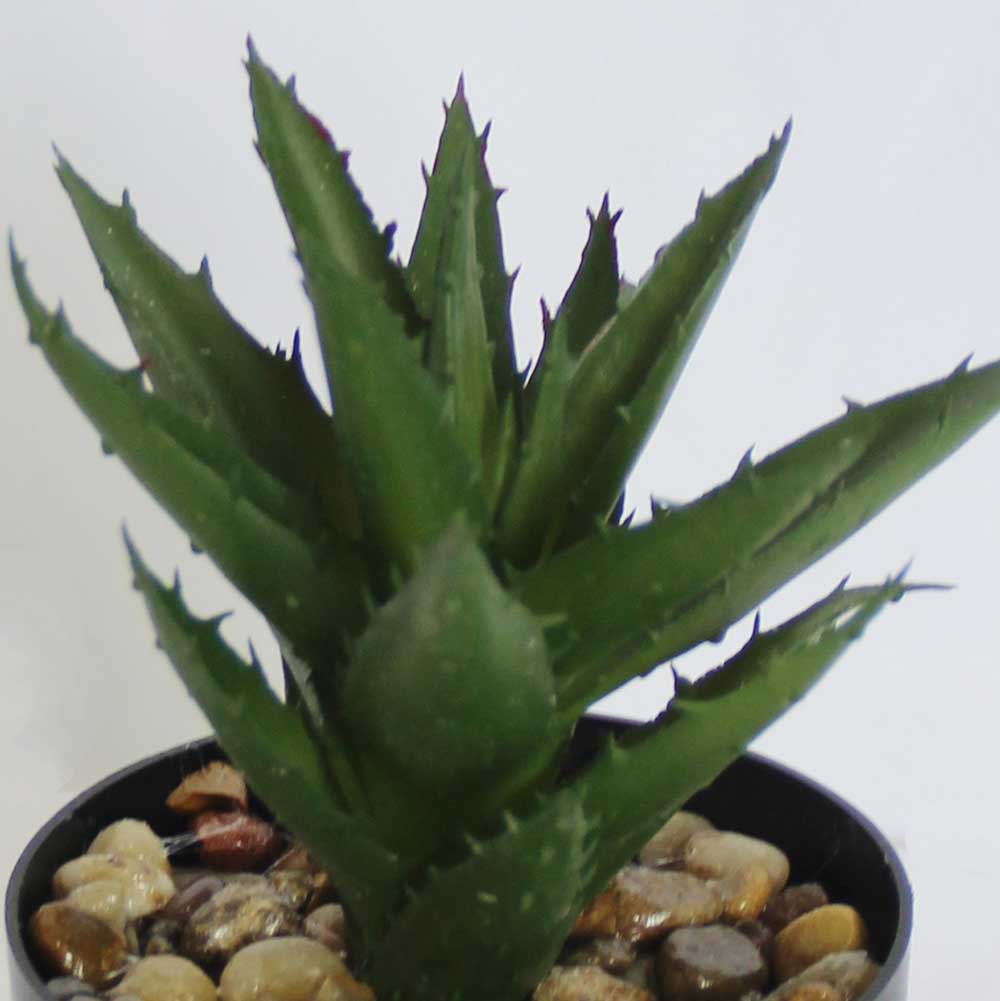 MC2931 Agave