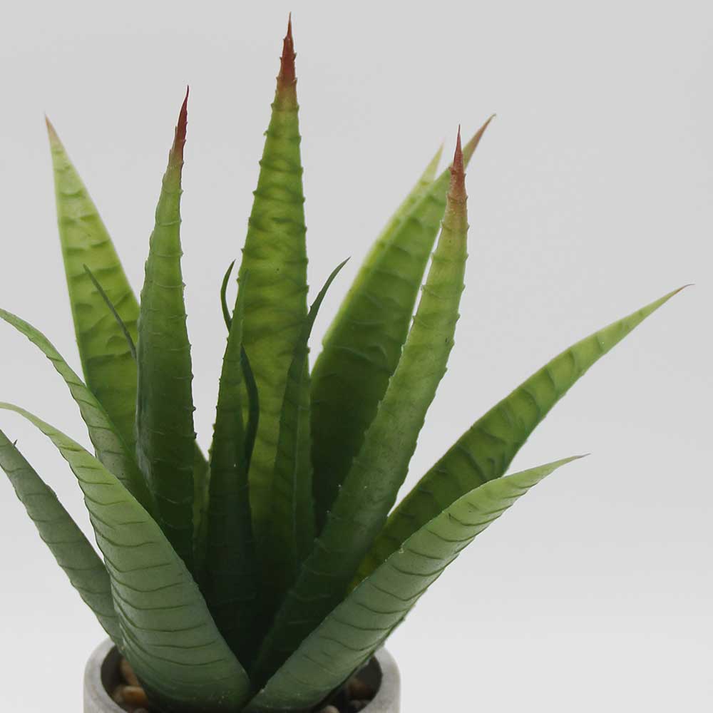 MC2940 Agave