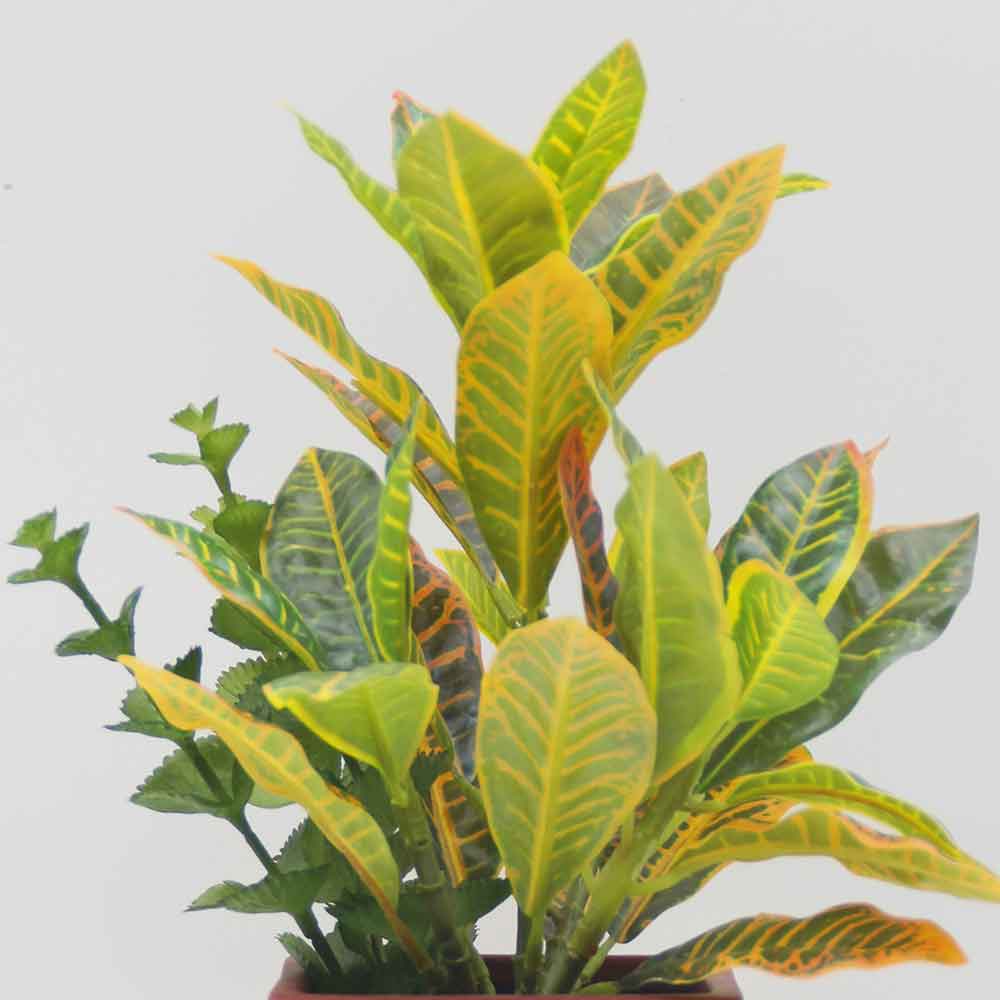 MC0171 Codiaeum