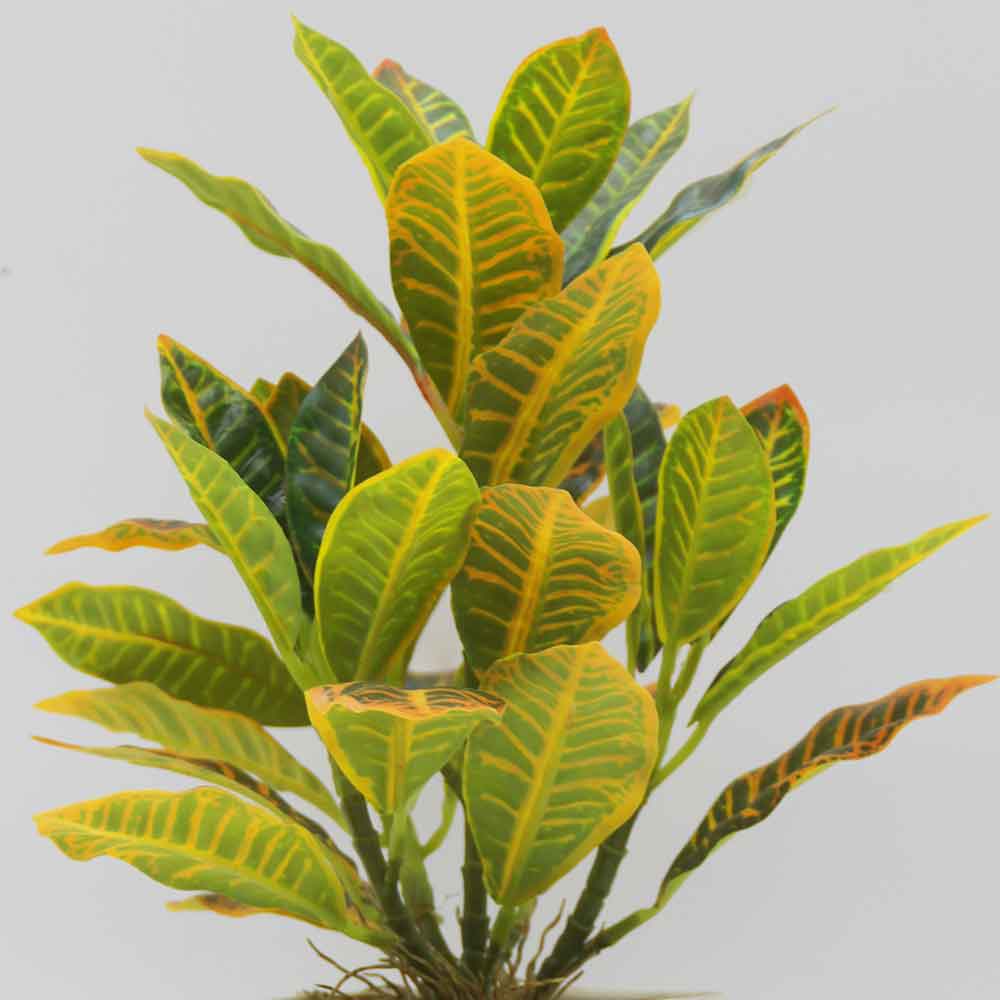 MC3440 Codiaeum