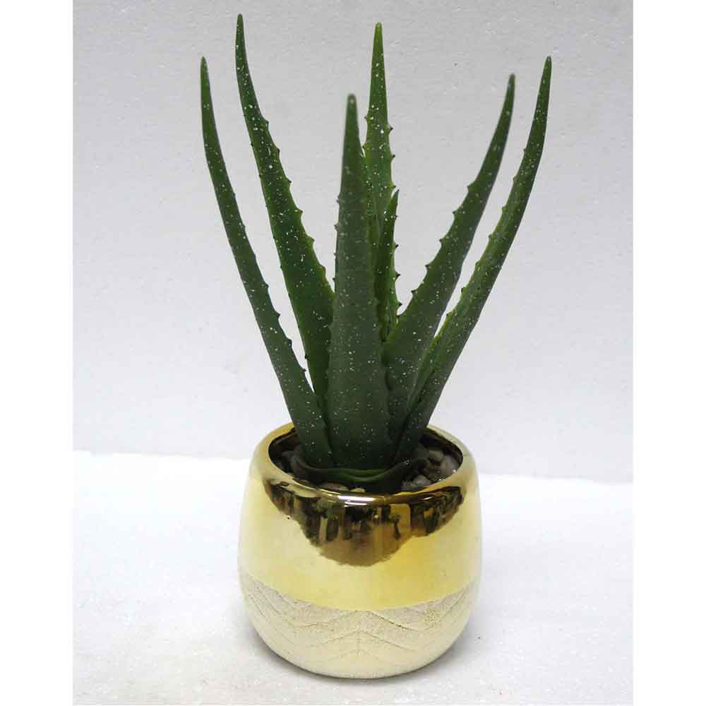 MC2508 Aloe