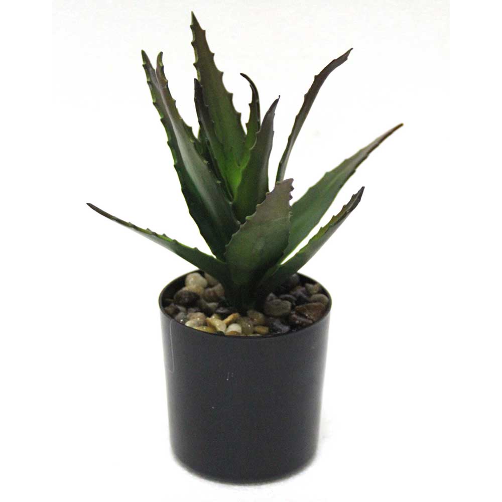 MC2570 Aloe