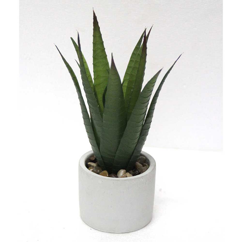 MC2576 Aloe