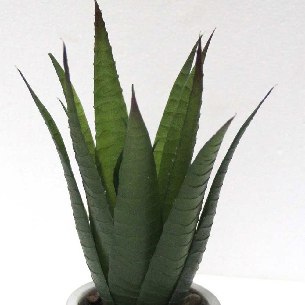 MC2576 Aloe