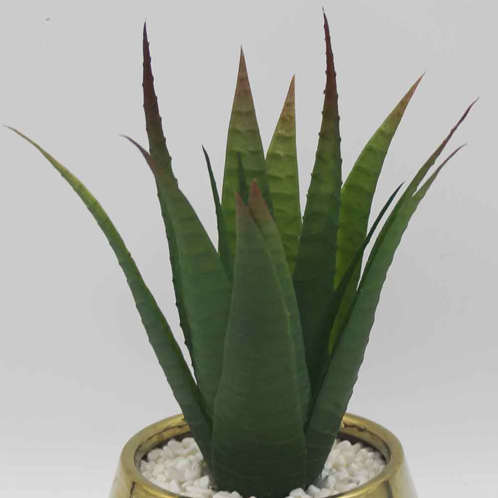 MC3490 Aloe