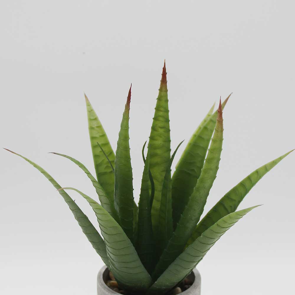 MC2940 Aloe