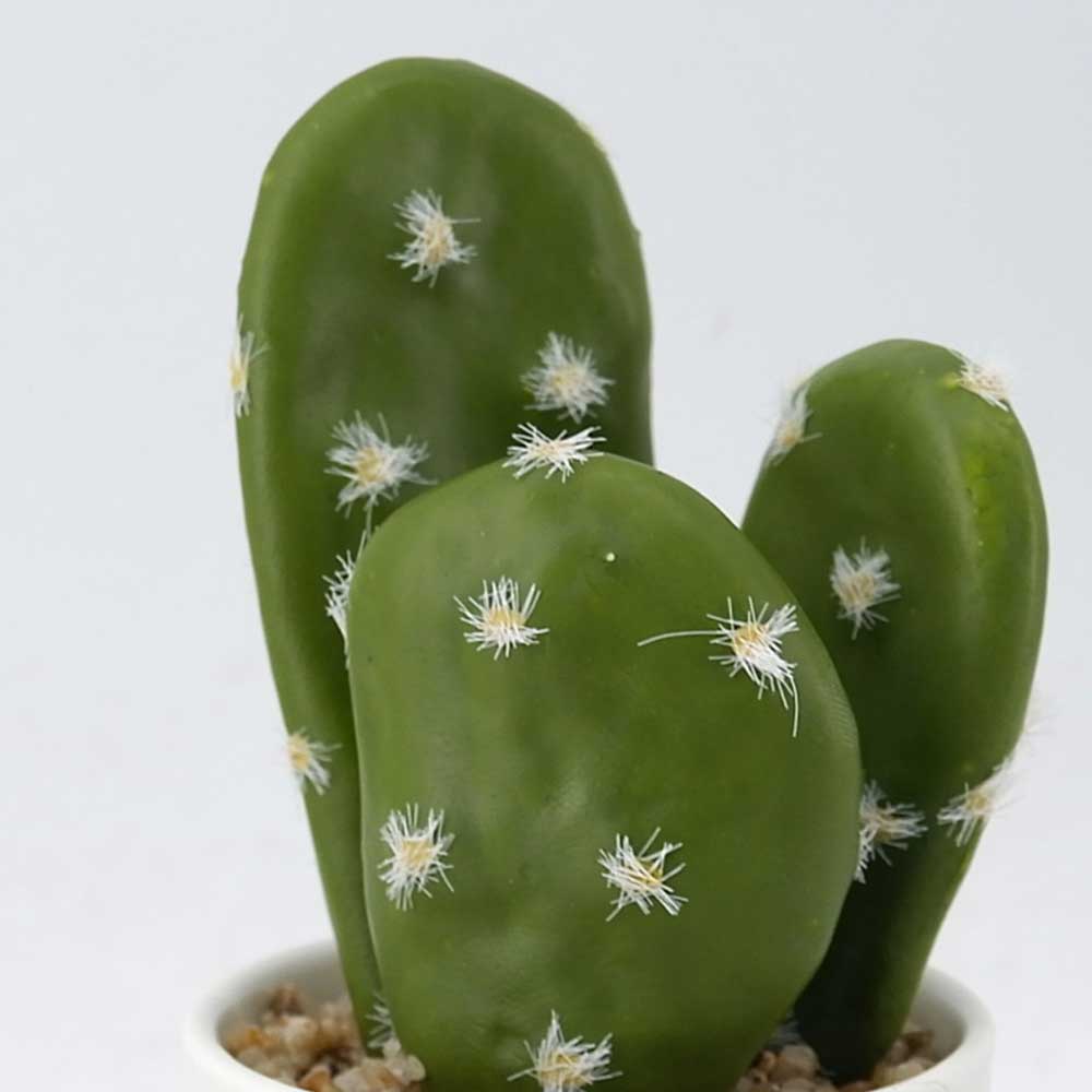 MC20-9343P Cactus