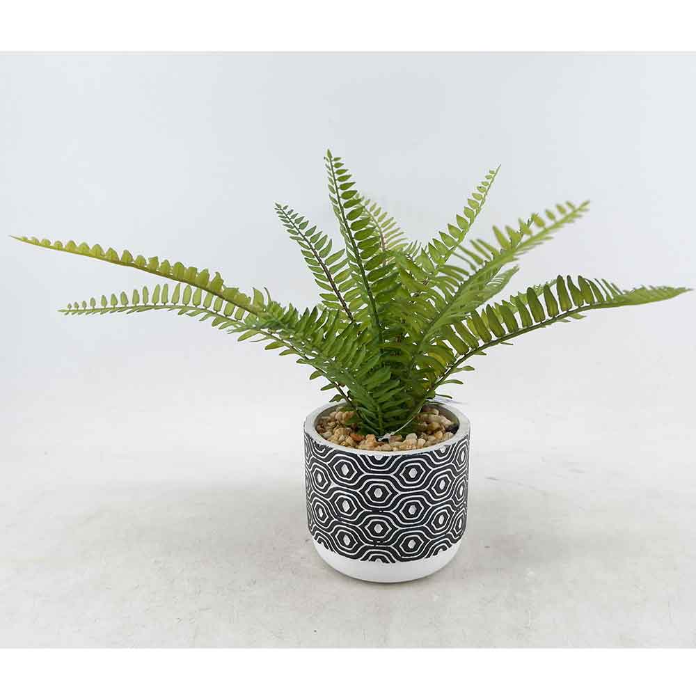 MC19-7058S Fern