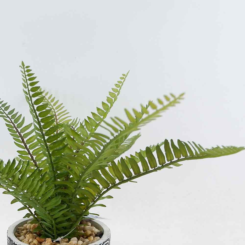 MC19-7058S Fern