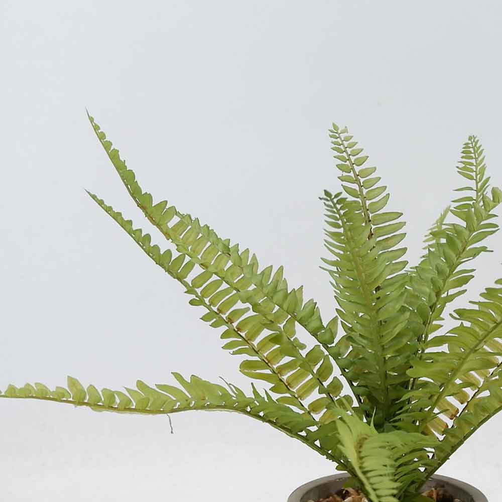 MC20-9214S Fern