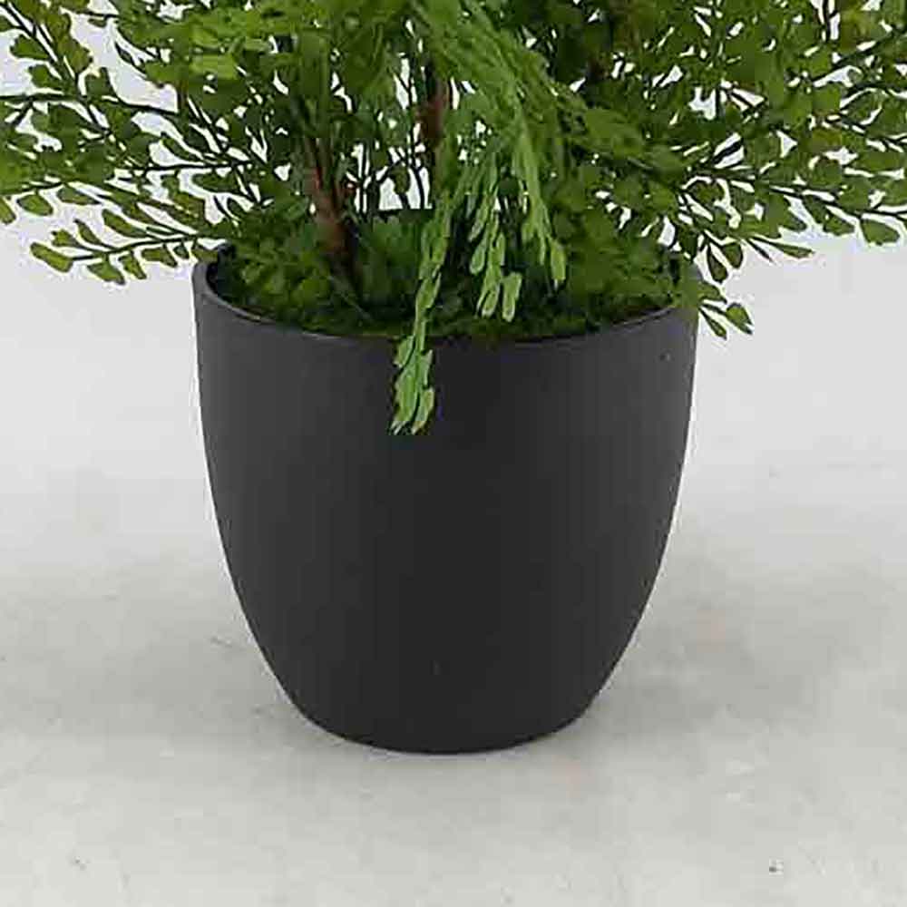 MC20-9368J Fern