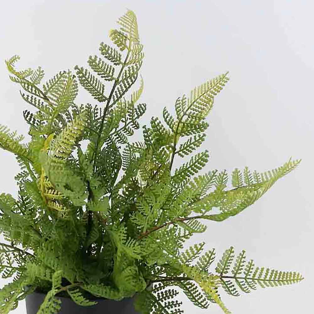 MC20-9369J Fern