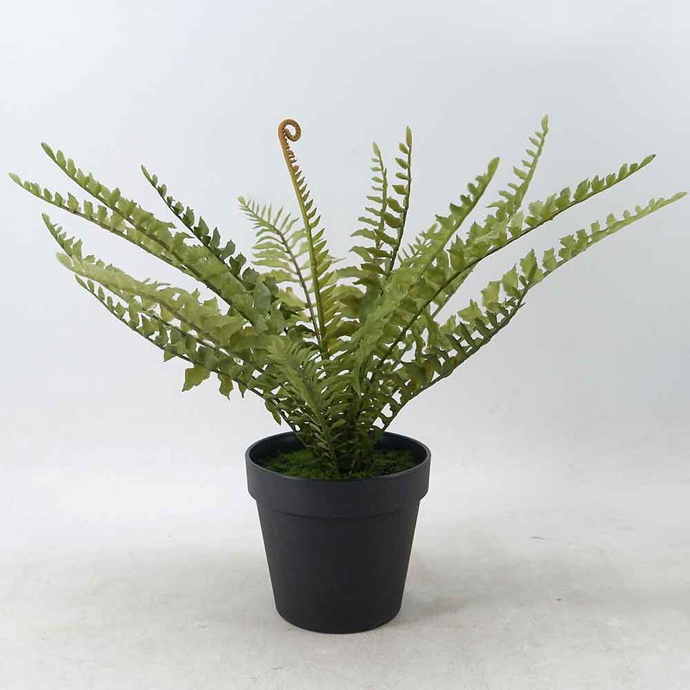 MC21-10500J Fern